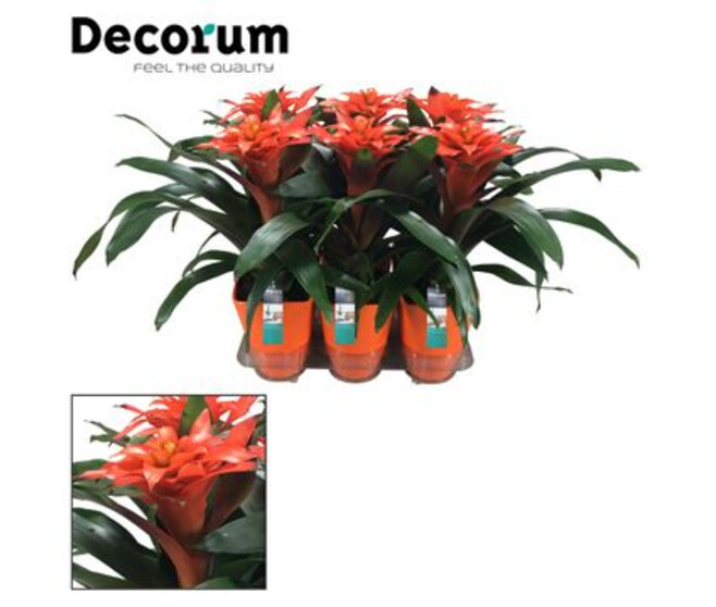 GUZMANIA TUTTI FRUTTI ORANGE CERAM