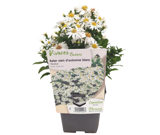 ASTER DUMOSUS NIOBE