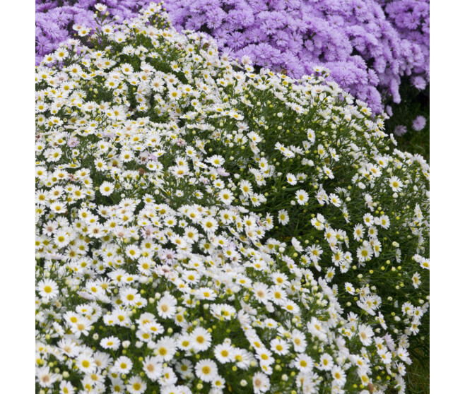 ASTER DUMOSUS NIOBE