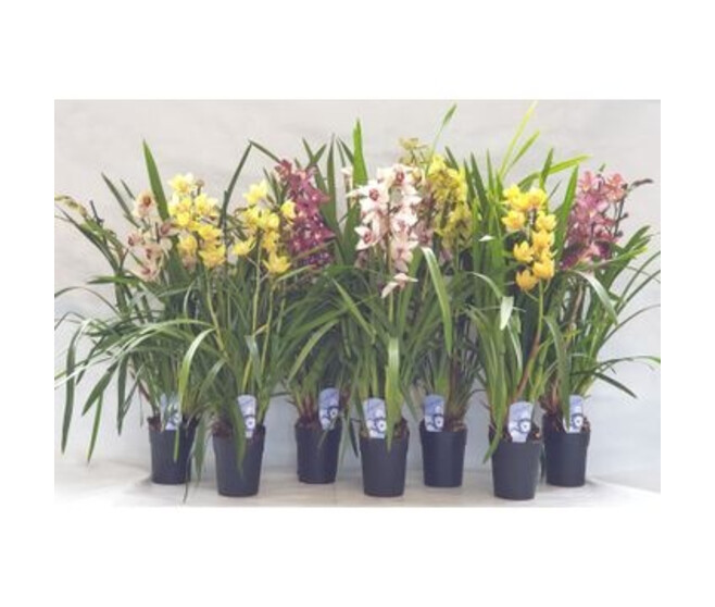 CYMBIDIUM 3/4BR VARIES