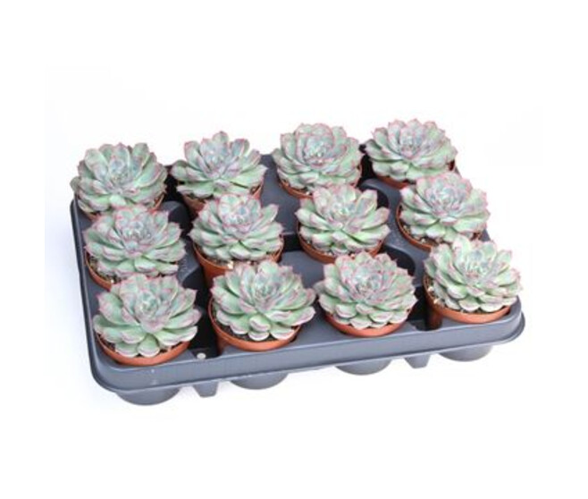 ECHEVERIA MYSTERY