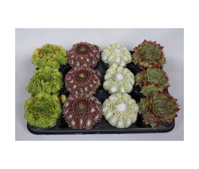SEMPERVIVUM VARIES