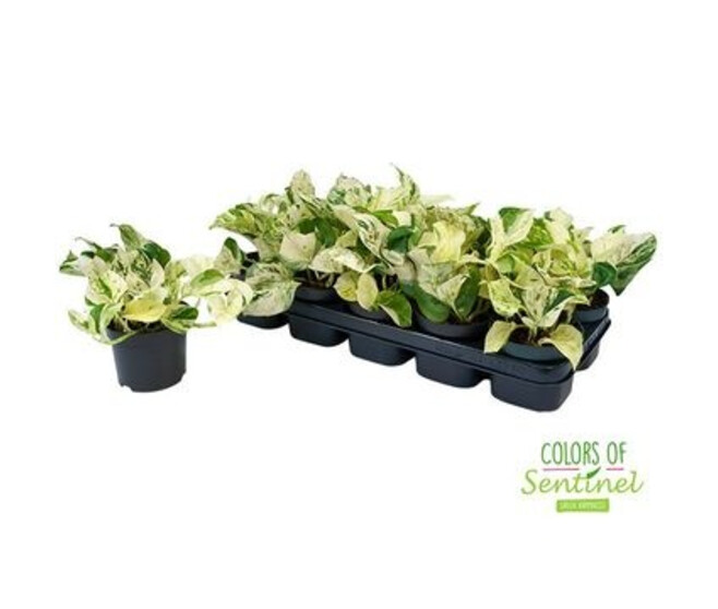 SCINDAPSUS HAPPY LEAF