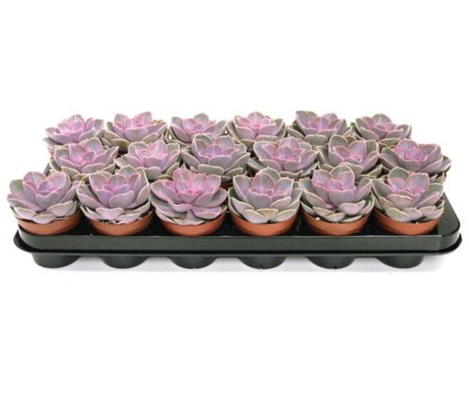 ECHEVERIA PERLE VON NURNBERG