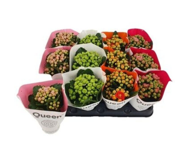 KALANCHOE QUEEN