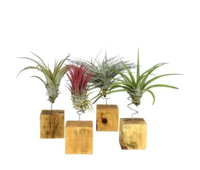 COMPO TILLANDSIA P BOIS