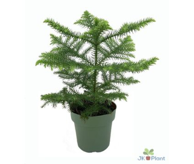 ARAUCARIA