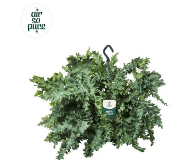 PHLEBODIUM SUSP