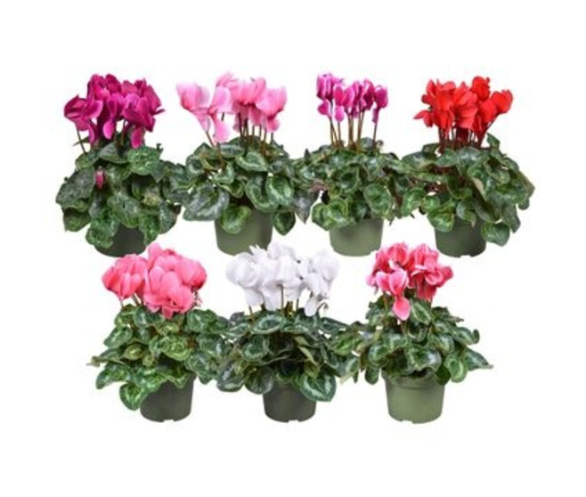 CYCLAMEN VARIE