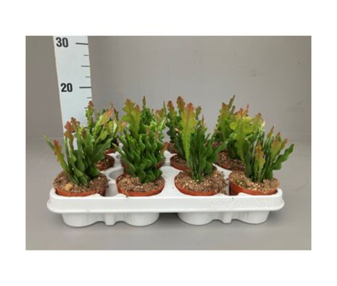 EPIPHYLLUM ANGULIGER