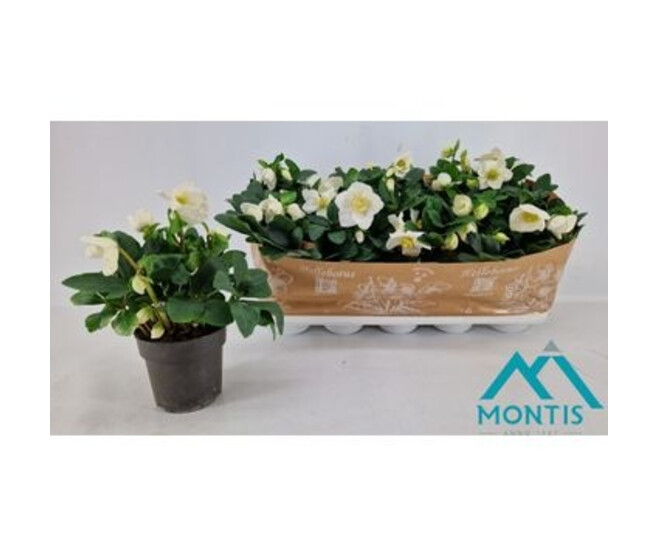 HELLEBORE CHRISTMAS CAROL XL