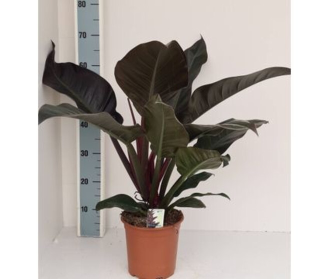 PHILODENDRON IMPERIAL RED