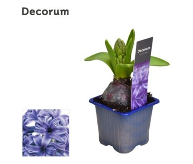 JACINTHE BLUE PEARL 1PP