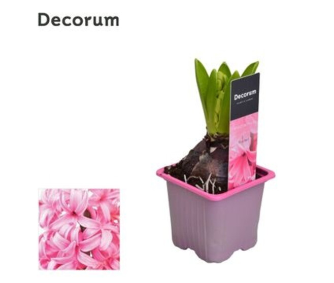 JACINTHE PINK PEARL 1PP