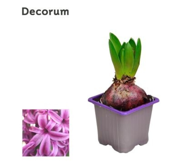 JACINTHE PURPLE SENSATION 1PP