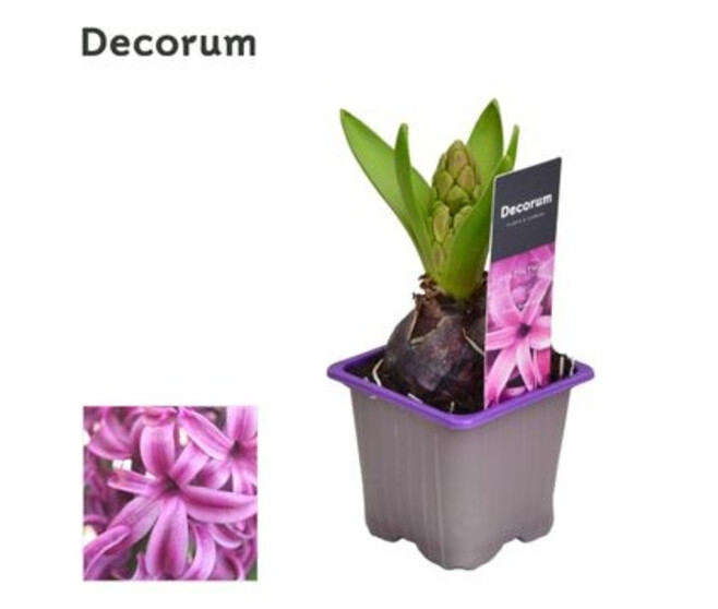 JACINTHE PURPLE SENSATION 1PP