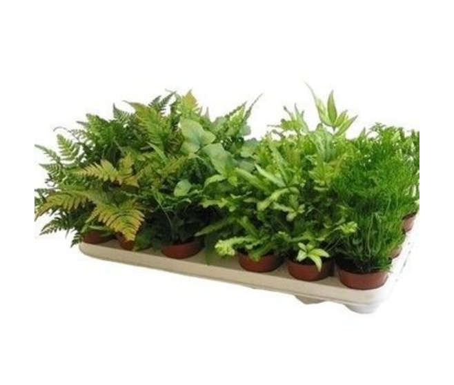 PTERIS VARIES