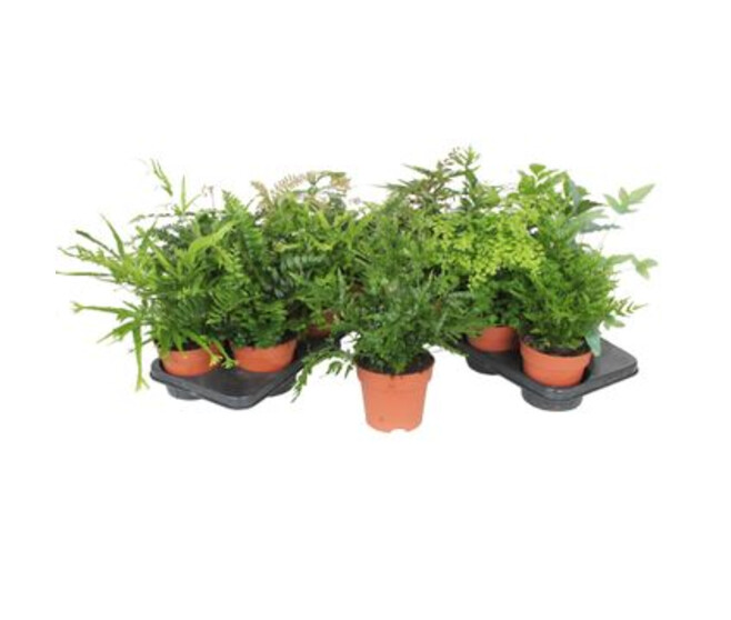 PTERIS VARIES