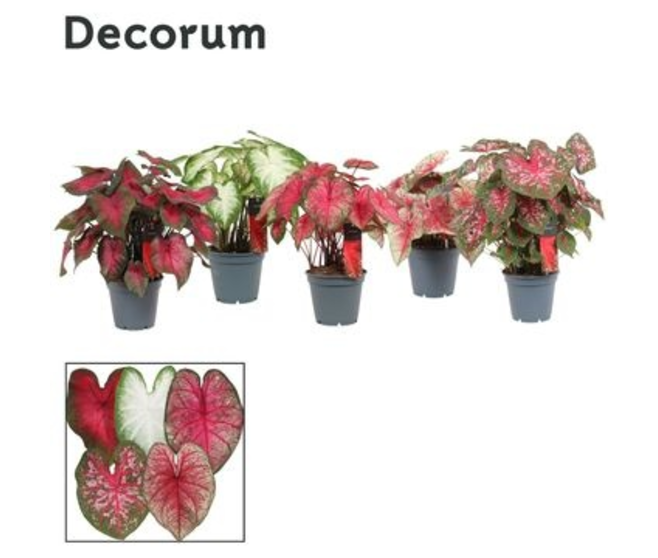 CALADIUM
