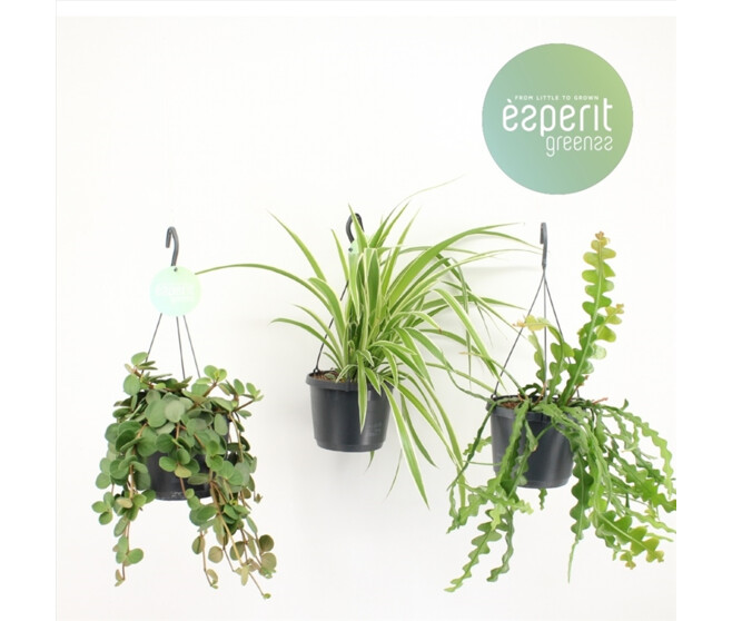 PLANTES VERTES VARIEES SUSP