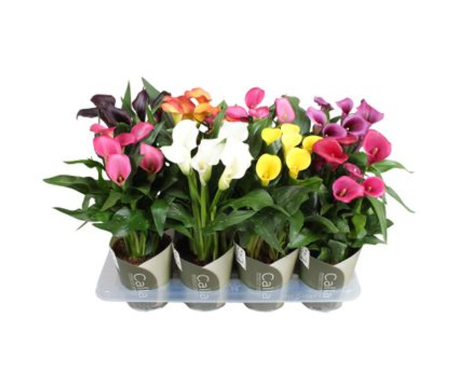 ARUM VARIE