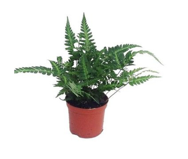 RUMOHRA ADIANTIFORMIS