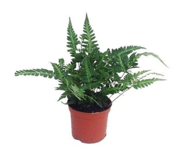 RUMOHRA ADIANTIFORMIS
