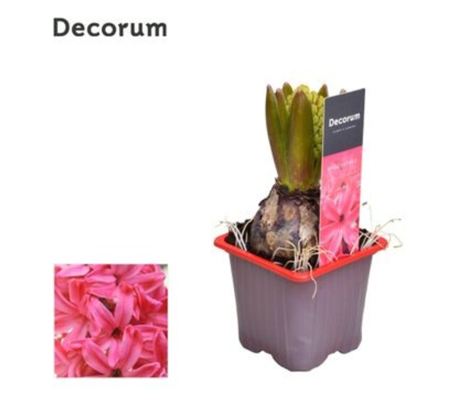 JACINTHE JAN BOS 1PP DECORUM