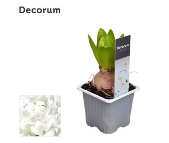 JACINTHE BLANCHE 1PP DECORUM