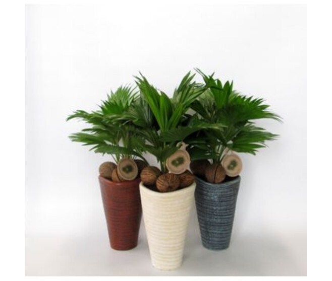 LIVISTONIA COCOS CERAM