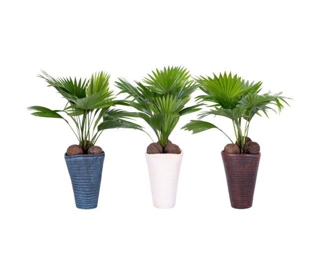 LIVISTONIA COCOS CERAM