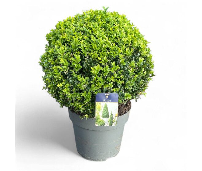 BUXUS SEMPERVIRENS