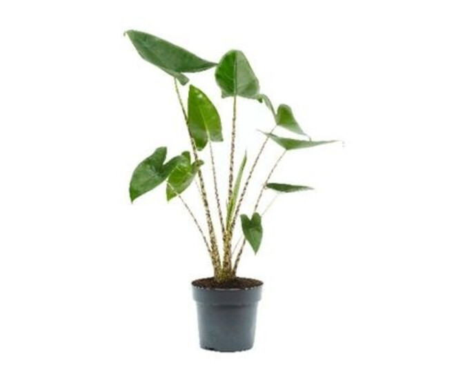 ALOCASIA ZEBRINA