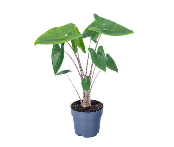 ALOCASIA ZEBRINA