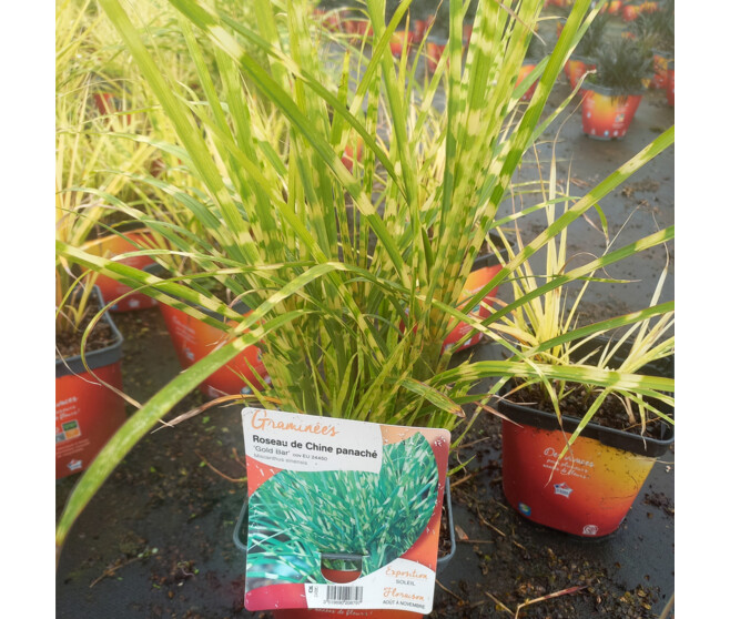 MISCANTHUS SINENSIS GOLD BAR