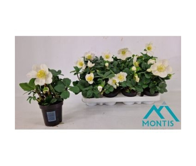 HELLEBORE CHRISTMAS CAROL