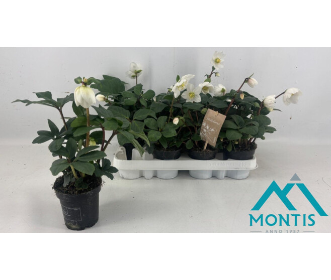 HELLEBORE CHRISTMAS CAROL