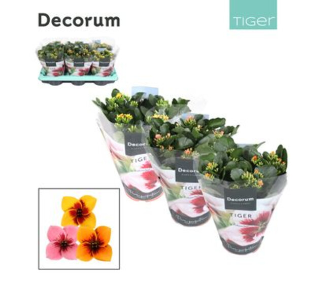 KALANCHOE TIGER