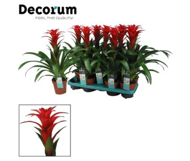 GUZMANIA CALYPSO ROUGE