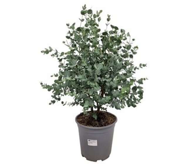 EUCALYPTUS GUNNII