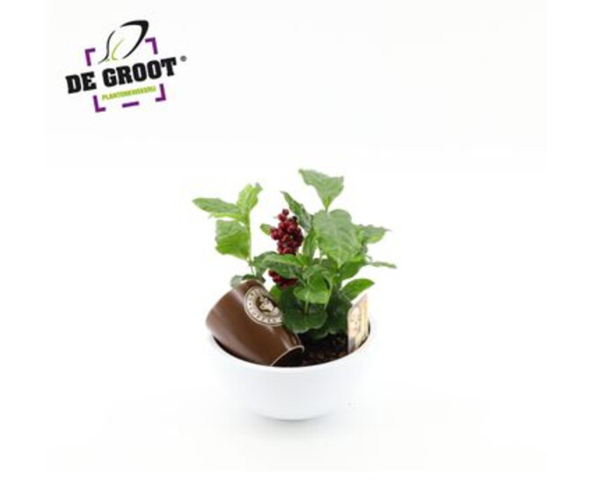 COFFEA ARABICA COUPE CERAM DECO