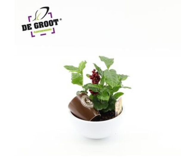 COFFEA ARABICA COUPE CERAM DECO