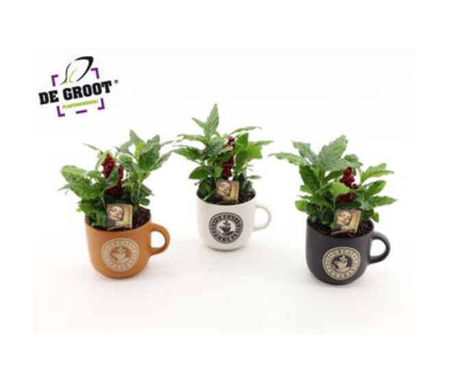 COFFEA ARABICA CERAM MUG