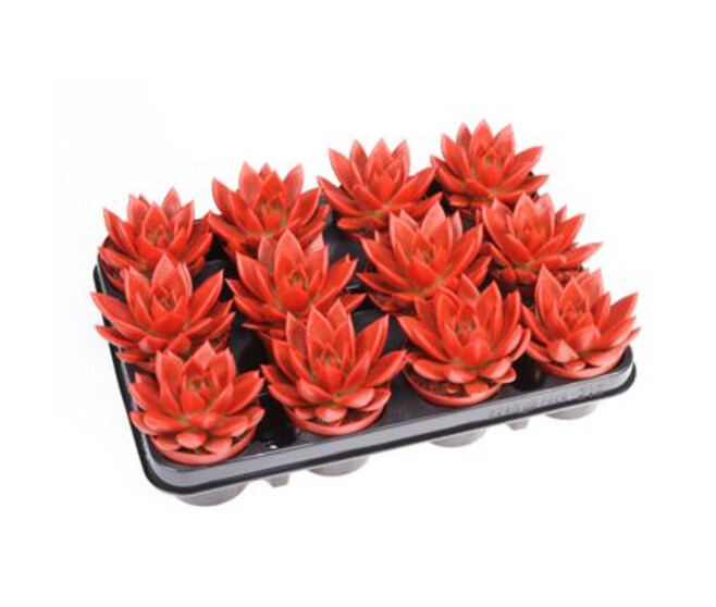 ECHEVERIA TEINTE ROUGE