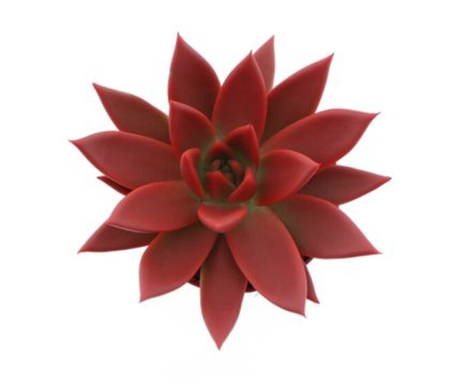 ECHEVERIA TEINTE ROUGE