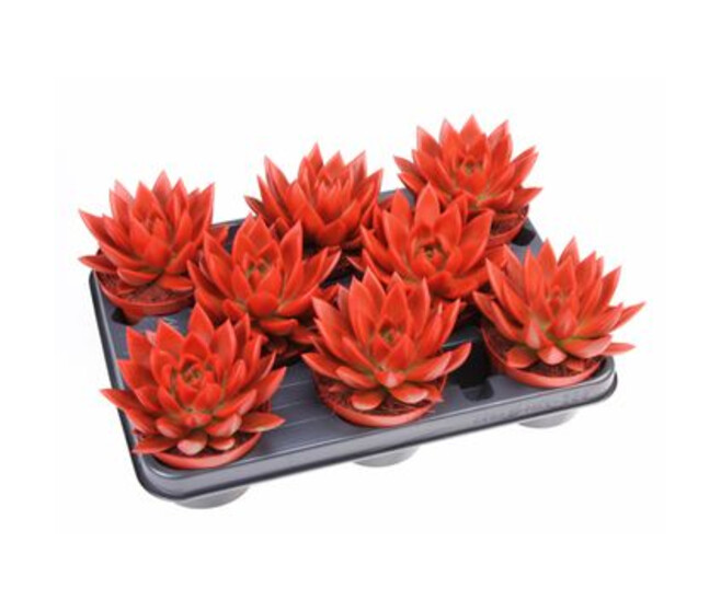 ECHEVERIA TEINTE ROUGE