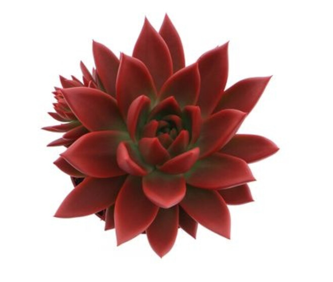 ECHEVERIA TEINTE ROUGE