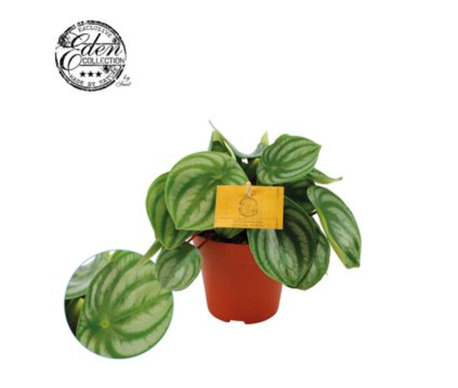 PEPEROMIA ARGYREIA