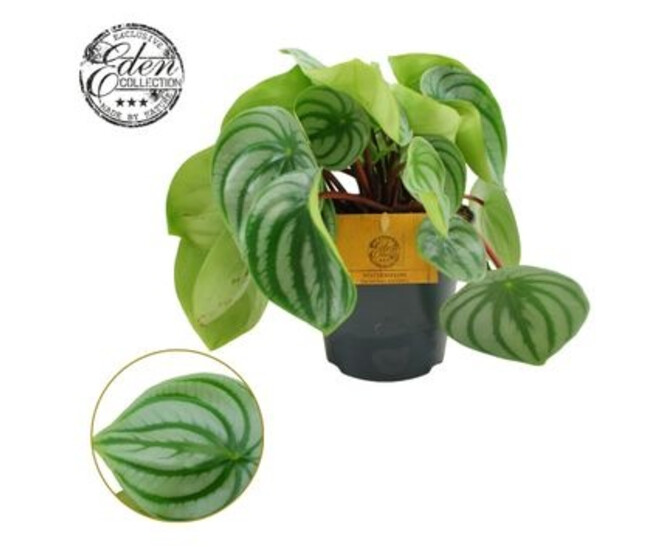 PEPEROMIA ARGYREIA