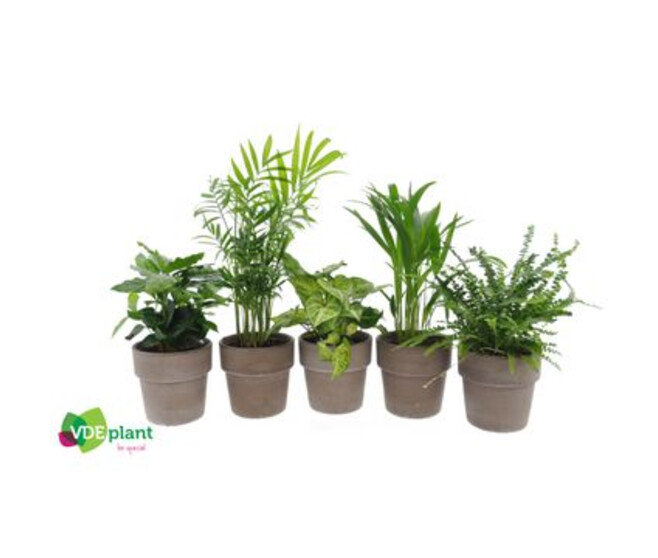 PLANTES VERTES VARIEES P TERRACOTTA